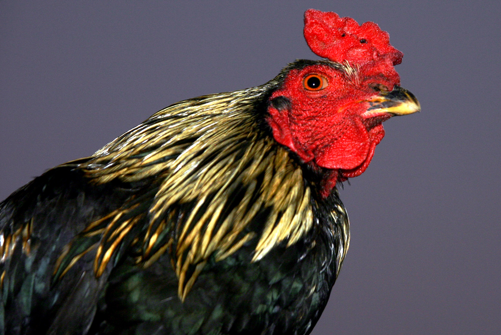 Cock Indonesia
