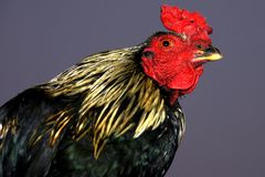 Cock Indonesia