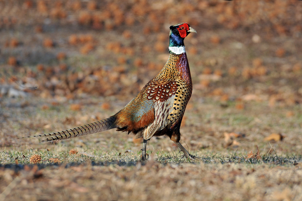 Cock of the Walk