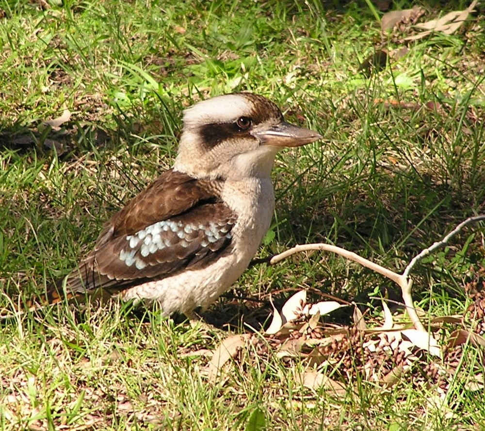 Cockaburra