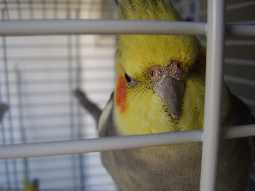 Cockatiel