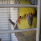 Cockatiel