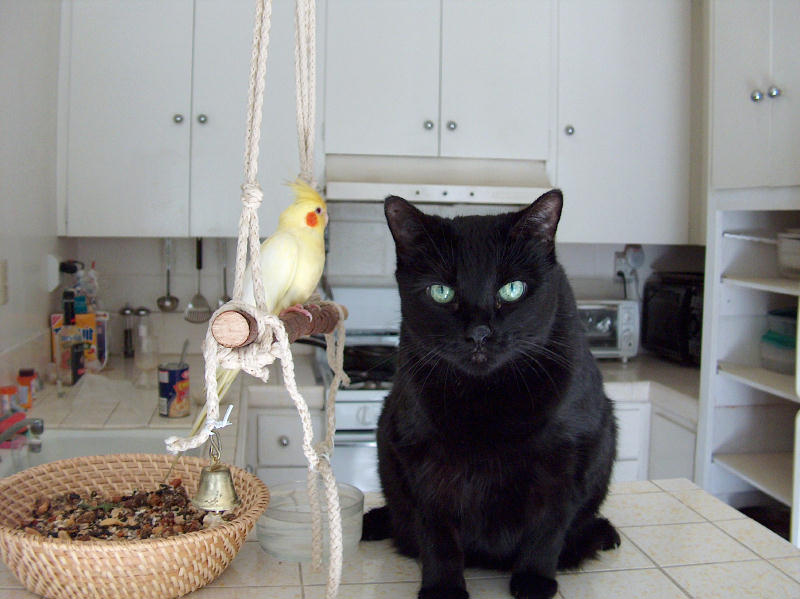 cockatiel & cat