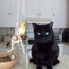 cockatiel & cat