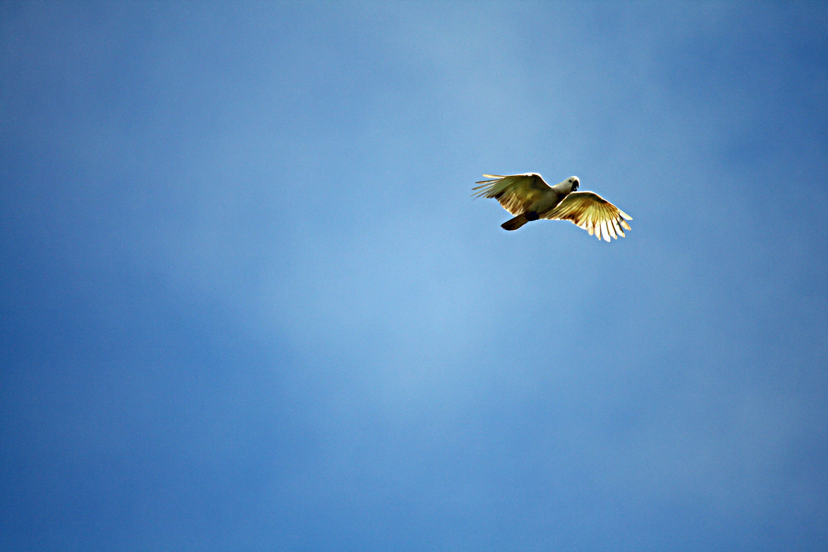 Cockatoo