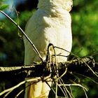 Cockatoo