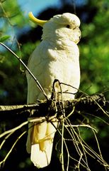 Cockatoo