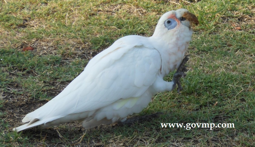 Cockatoo