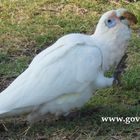 Cockatoo