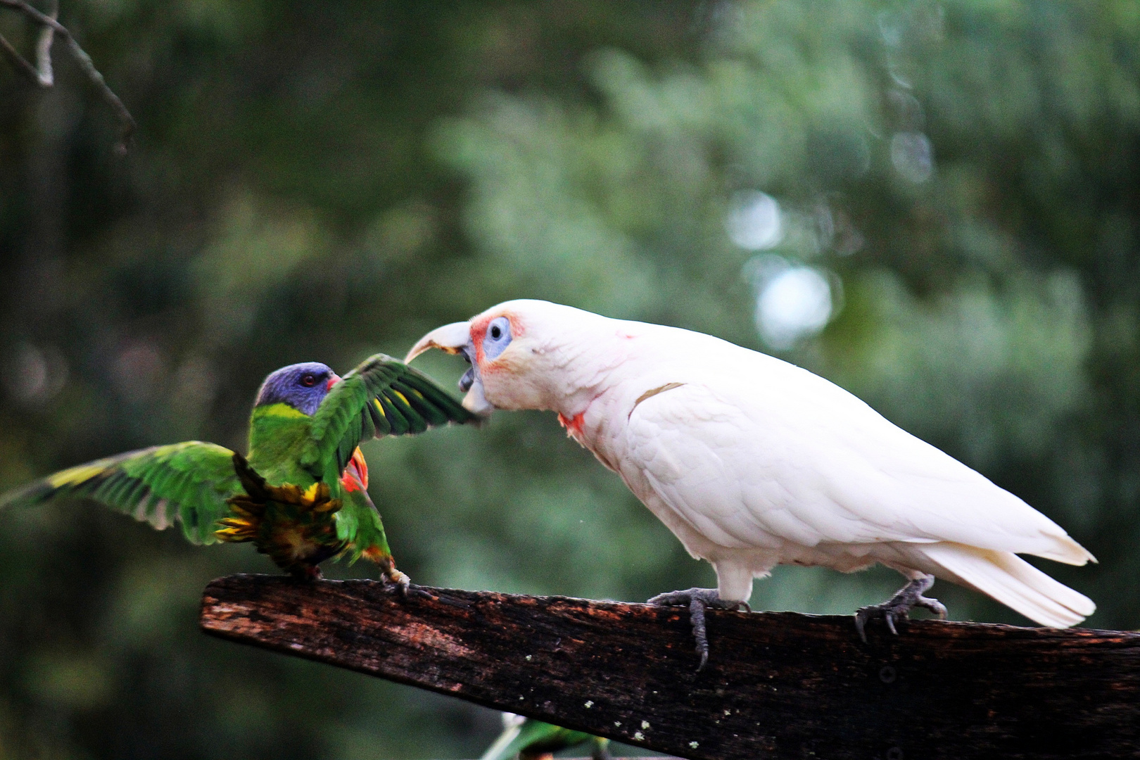 cockatoo and rosella bird