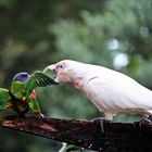 cockatoo and rosella bird