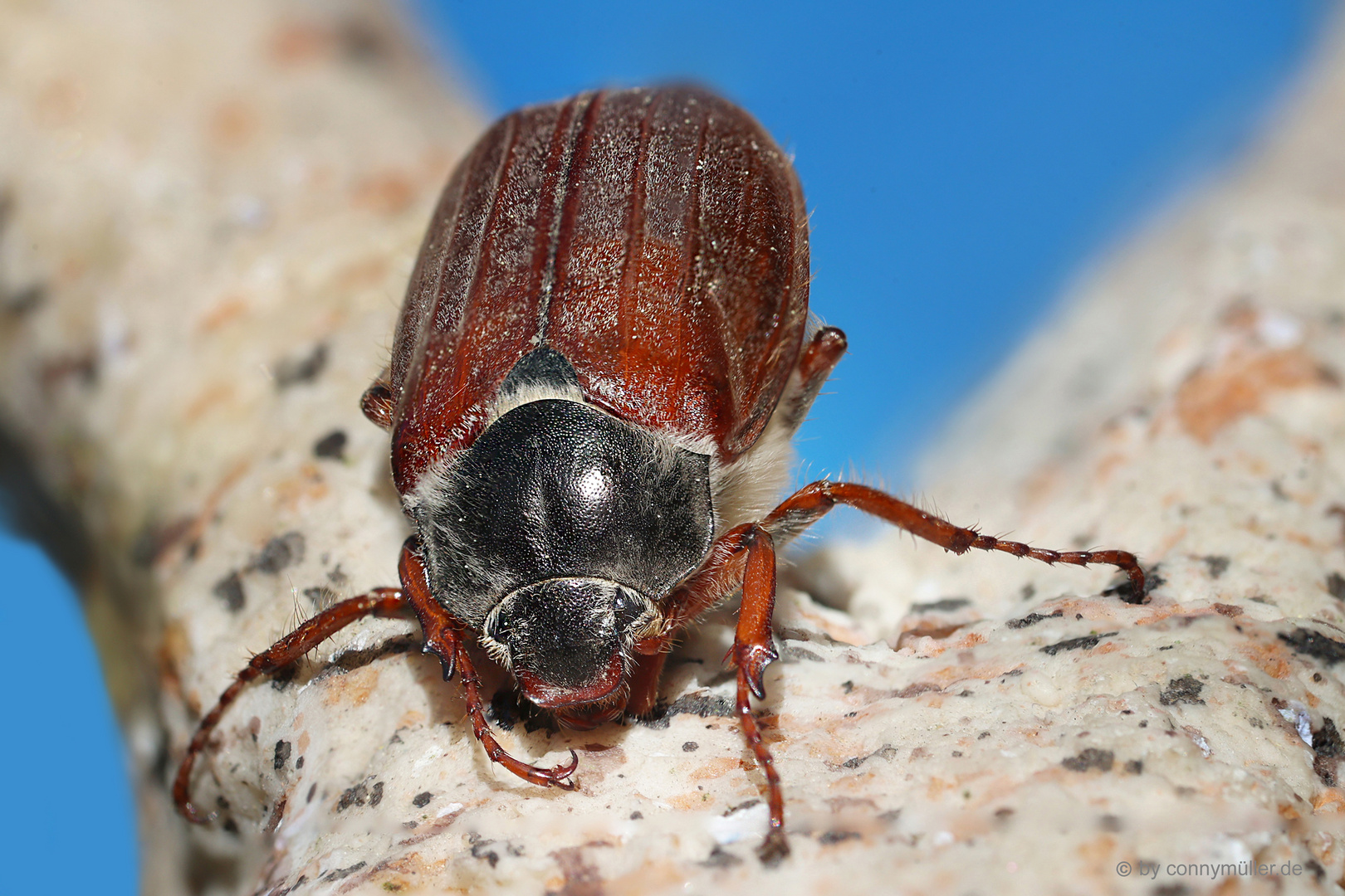 Cockchafer