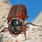 Cockchafer