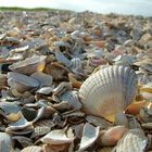 Cockel shells