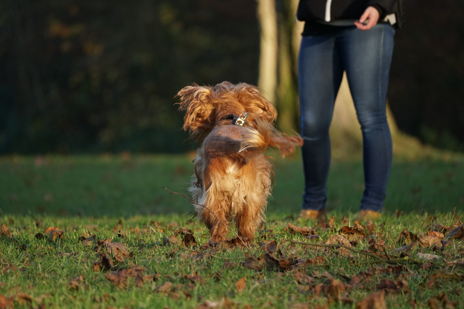 Cocker auf dem Weg zu seinem Menschen