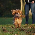 Cocker auf dem Weg zu seinem Menschen