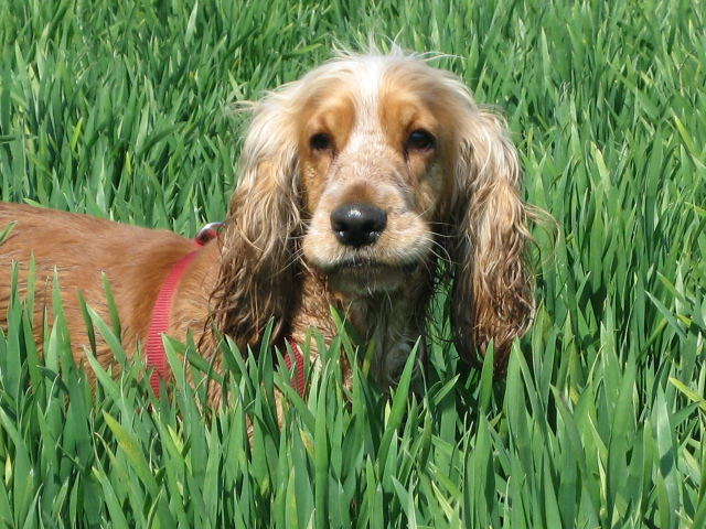 Cocker im Feld