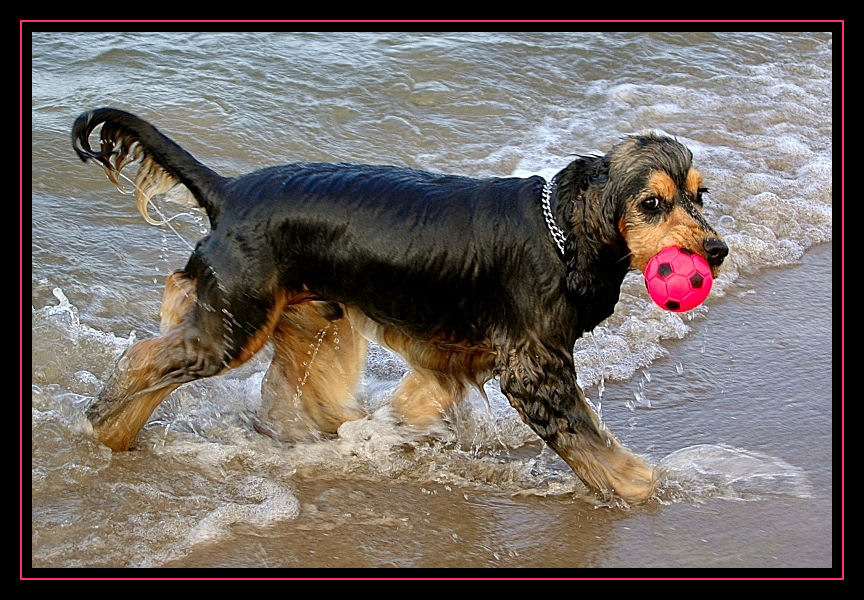 Cocker - Immer schmeißen die meinen Ball weg!