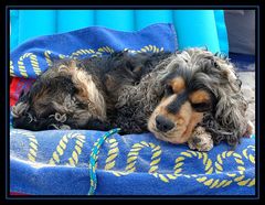 Cocker - Mittagsschlaf