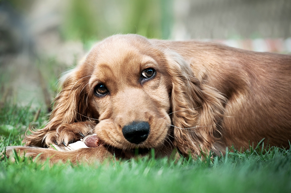 Cocker Puyol bone