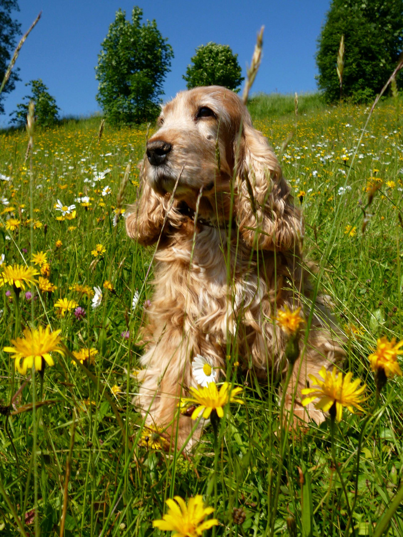 Cocker Spaniel