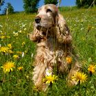 Cocker Spaniel