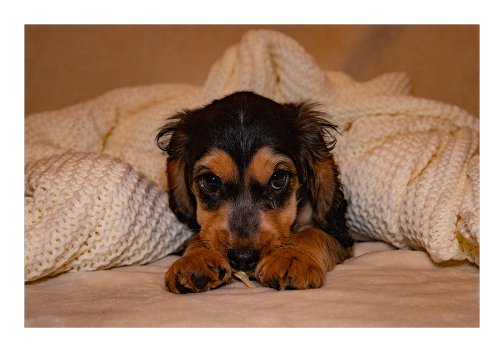 Cocker Spaniel...