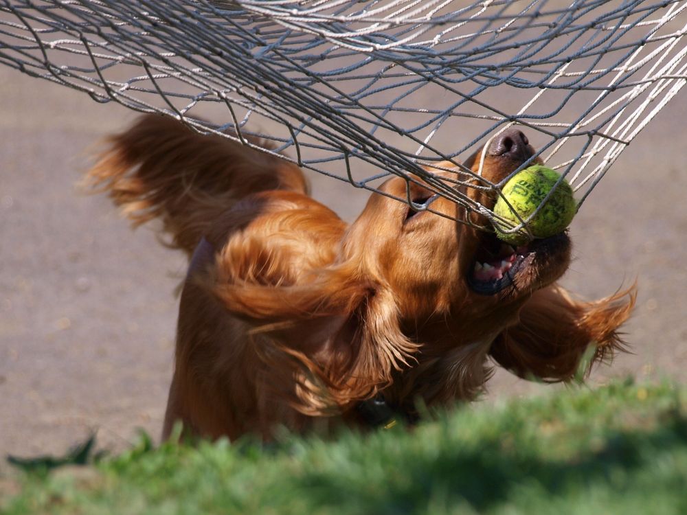 Cocker Spaniel Foto & Bild | tiere, haustiere, hunde Bilder auf