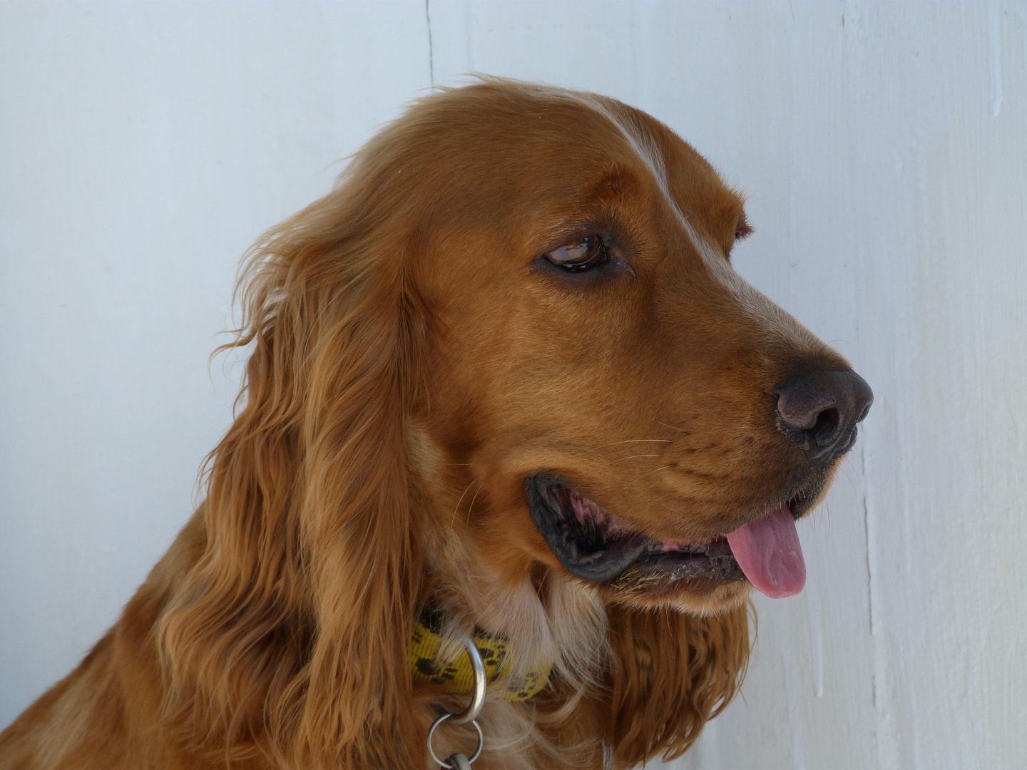 Cocker Spaniel