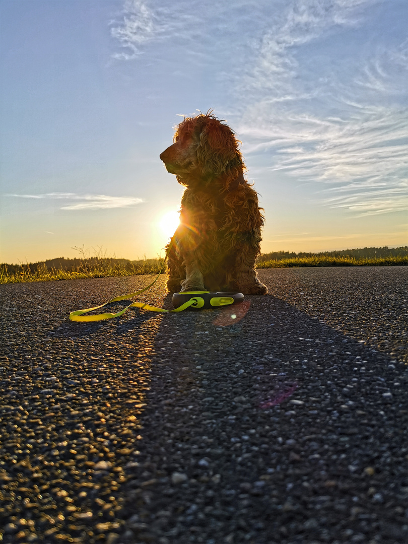 Cocker Spaniel