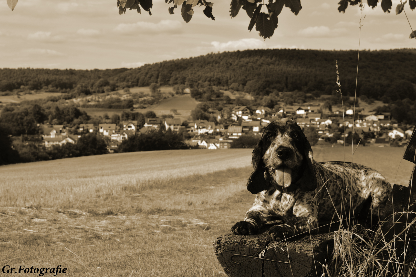 Cocker Spaniel