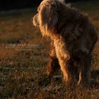 Cocker Spaniel