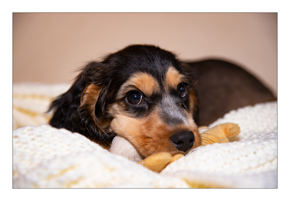 Cocker Spaniel