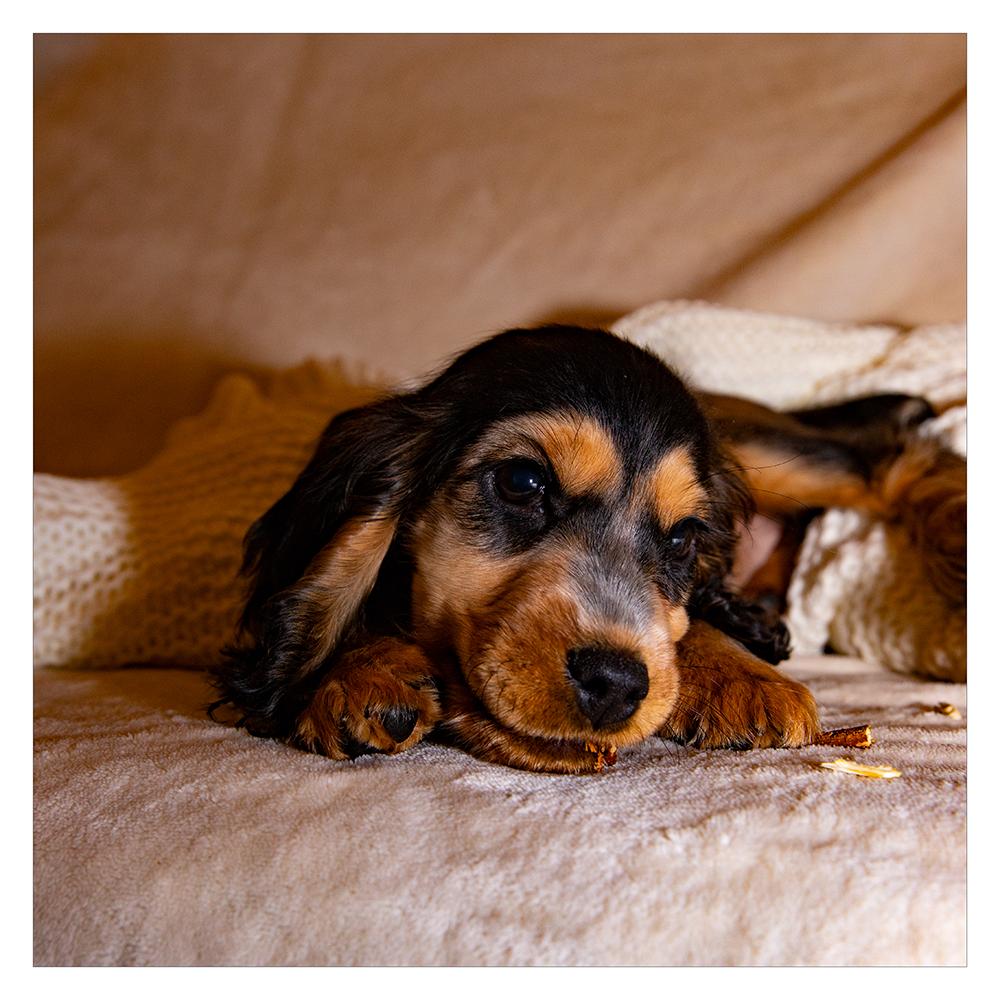 ...Cocker Spaniel