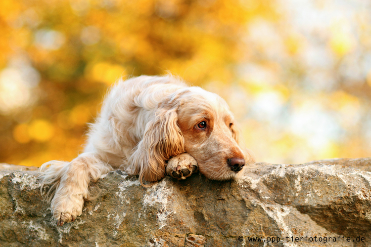 Cocker Spaniel