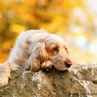 Cocker Spaniel