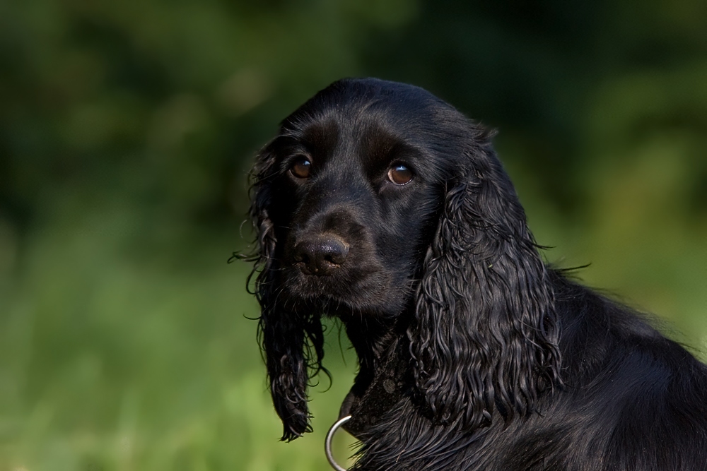 Cocker Spaniel 9 Monate