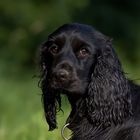 Cocker Spaniel 9 Monate