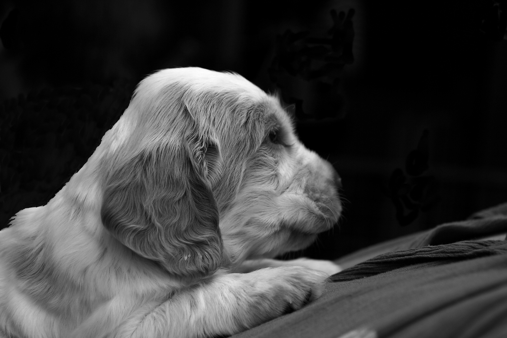 Cocker Spaniel..