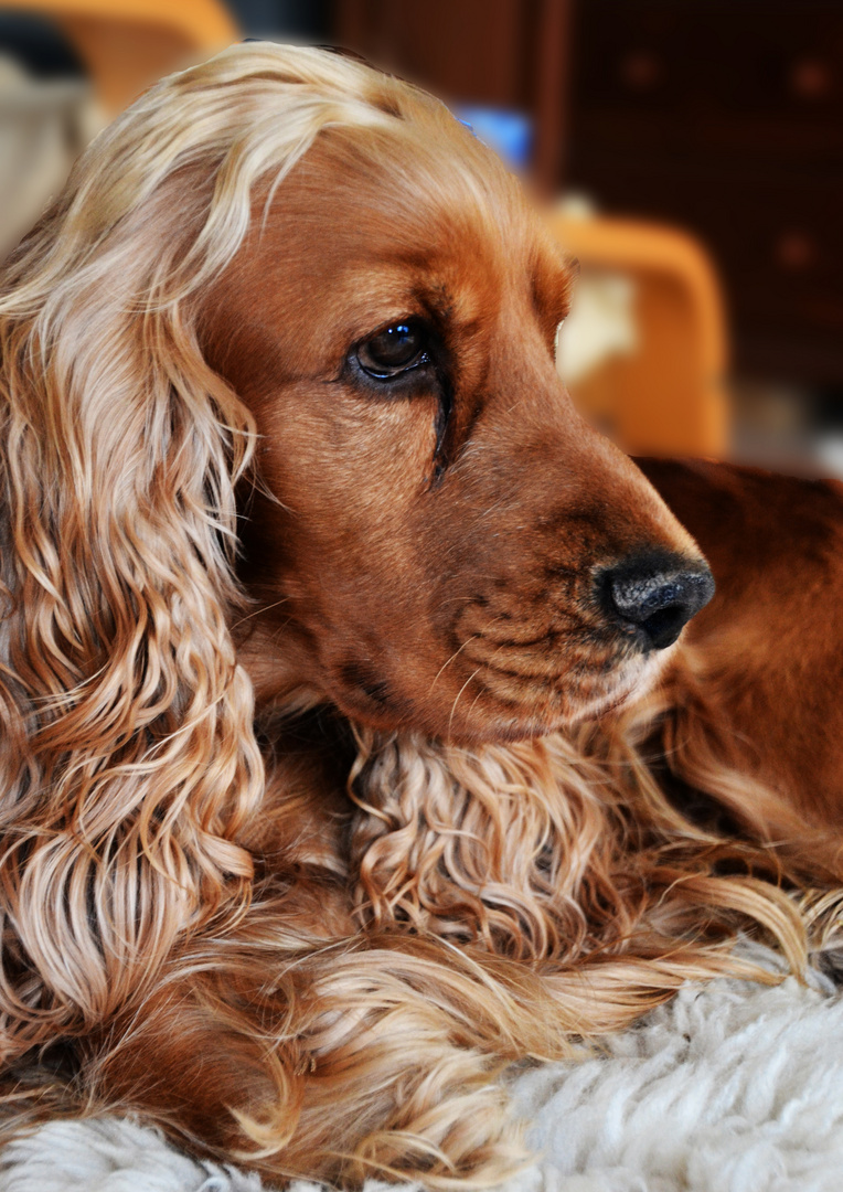 Cocker Spaniel