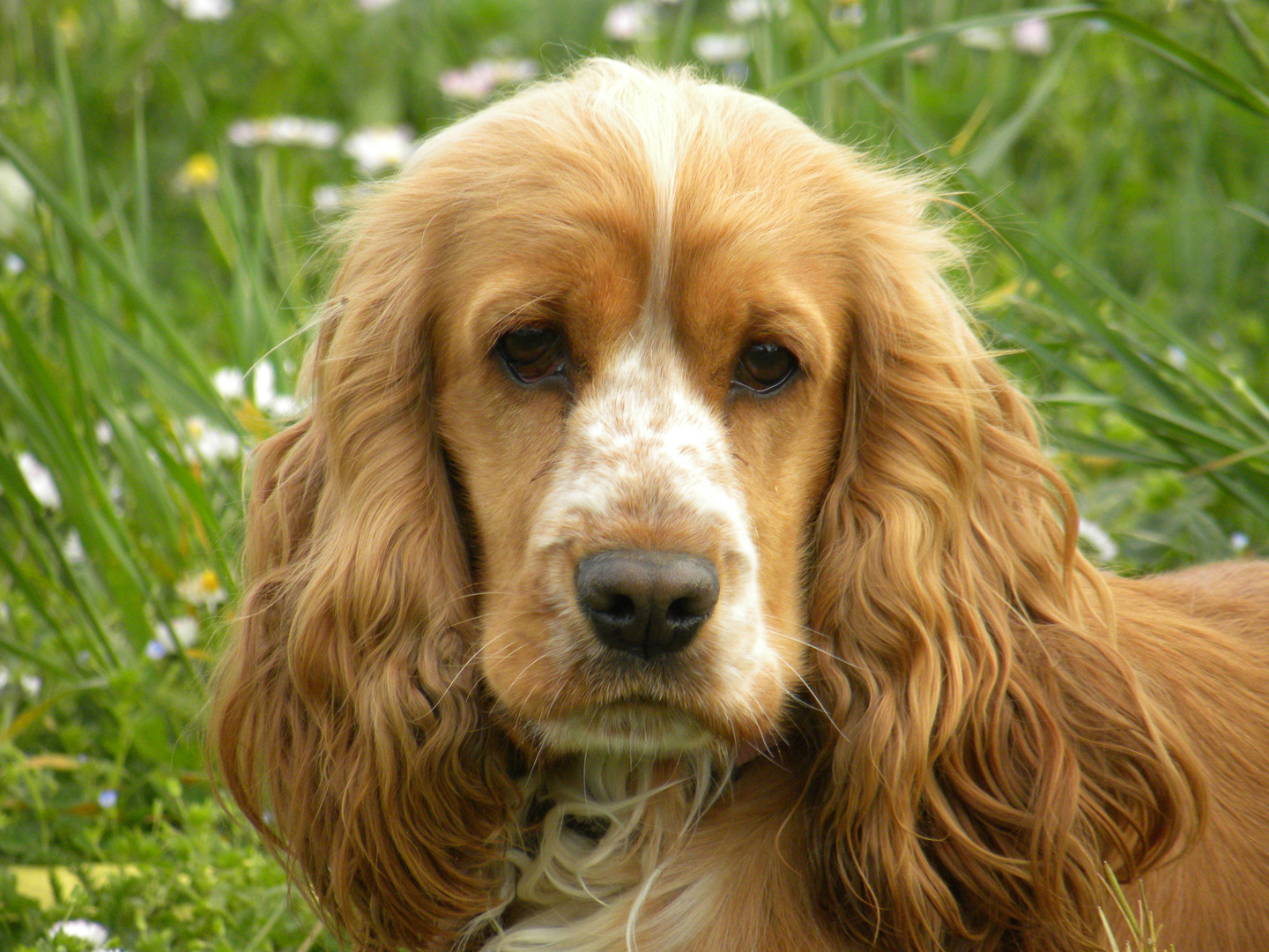 cocker spaniel anglais 1an