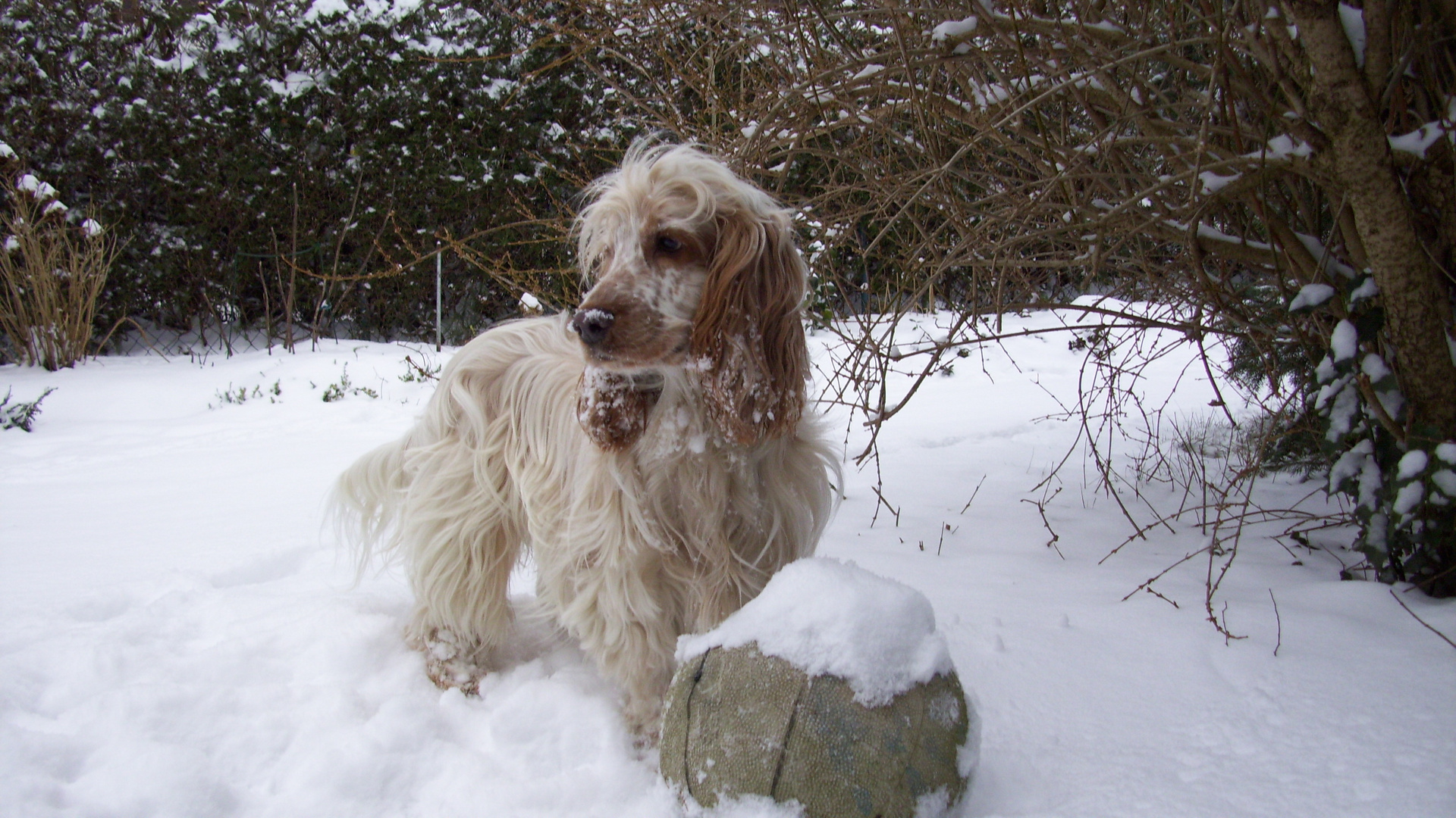 cocker-spaniel