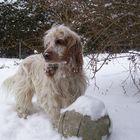 cocker-spaniel