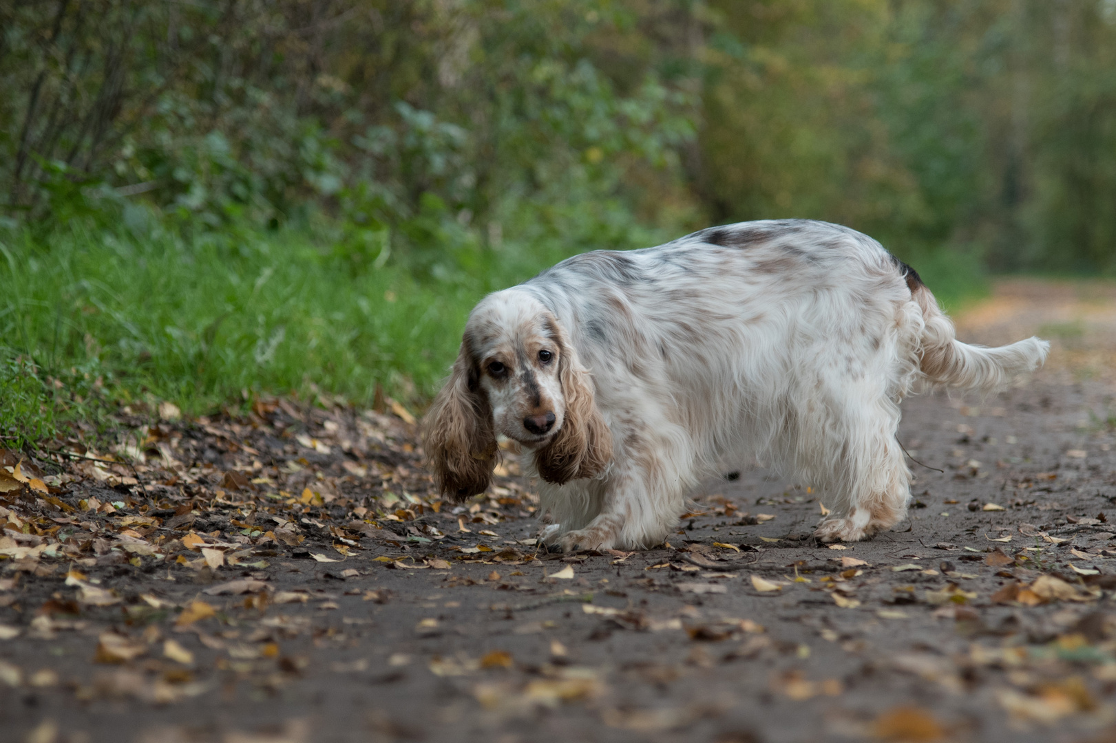 Cocker Spaniel beim Stöbern