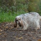 Cocker Spaniel beim Stöbern