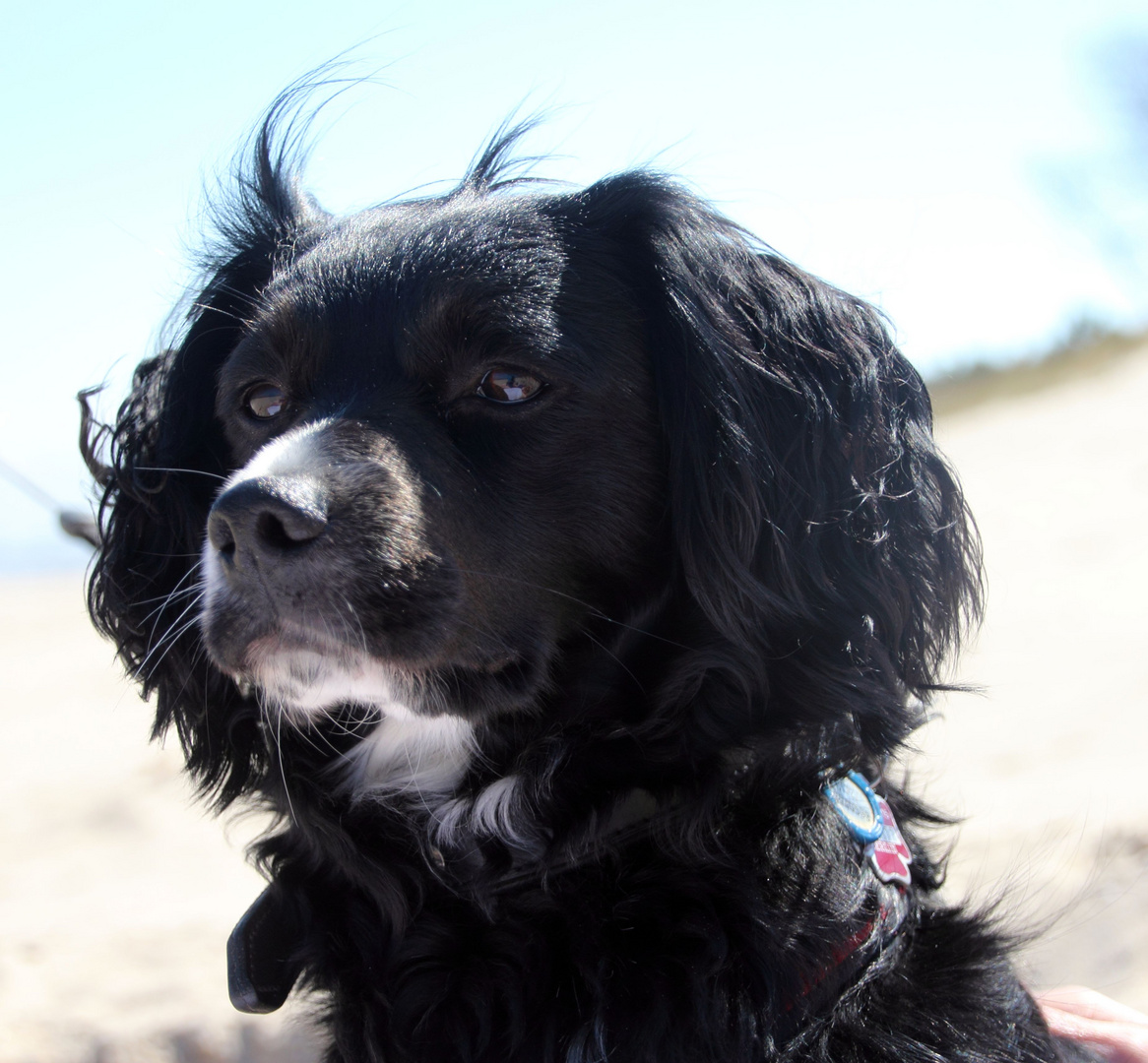 Cocker Spaniel