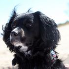 Cocker Spaniel