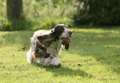 Cocker Spaniel