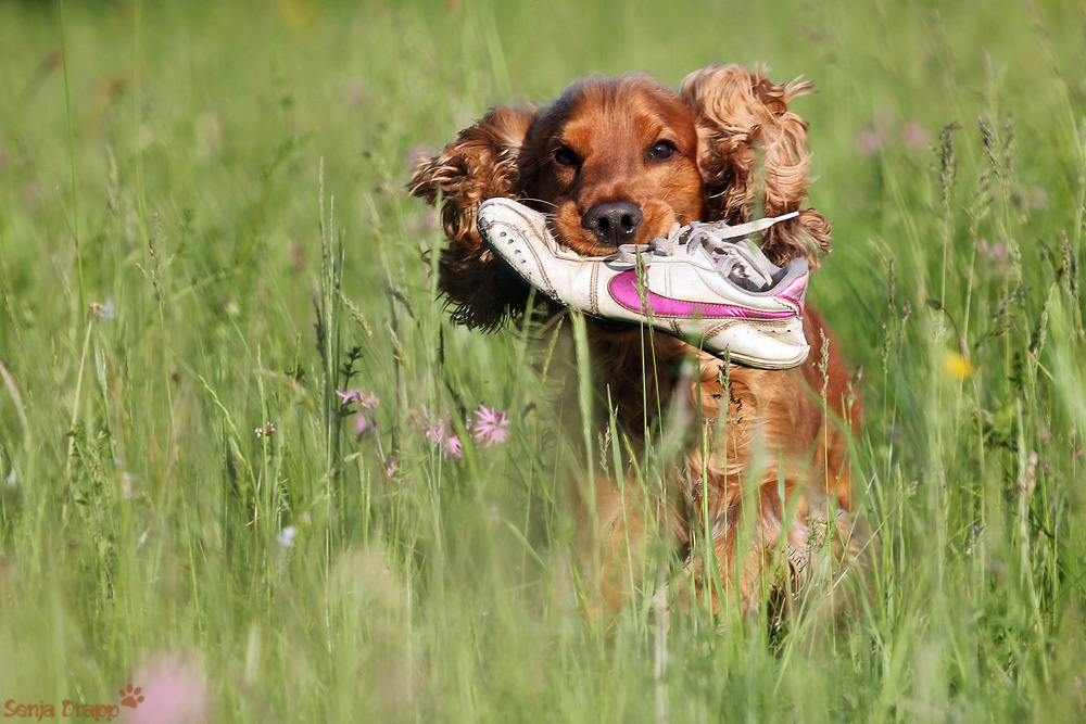 Cocker Spaniel Enzo 1 Jahr