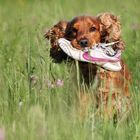 Cocker Spaniel Enzo 1 Jahr